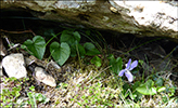 Fjallablkolla / Viola canina L. subsp. montana (L.) Hartm.)