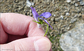 Fjallablkolla / Viola canina L. subsp. montana (L.) Hartm.)