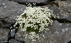 Klettasteinbrot / Saxifraga hypnoides L. Fugloy 16.06.2016