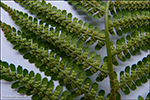 Trllakalskampur / Dryopteris filis-mas L. Schott