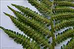 Trøllakalskampur / Dryopteris filis-mas L. Schott