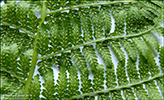 Mjkur kvennkampur / Athyrium filix-femina L. Roth