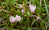 Neyðarnartl / Lysimachia tenella L. (Synonym Anagallis tenella L.)