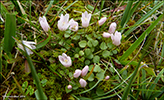 Neyðarnartl / Lysimachia tenella L. (Synonym Anagallis tenella L.)