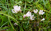 Neyðarnartl / Lysimachia tenella L. (Synonym Anagallis tenella L.)