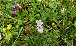 Neyðarnartl / Lysimachia tenella L. (Synonym Anagallis tenella L.)