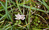 Neyðarnartl / Lysimachia tenella L. (Synonym Anagallis tenella L.)