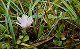 Neyðarnartl / Lysimachia tenella L. (Synonym Anagallis tenella L.)