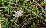 Neyðarnartl / Lysimachia tenella L. (Synonym Anagallis tenella L.)