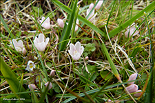 Neyðarnartl / Lysimachia tenella L. (Synonym Anagallis tenella L.)