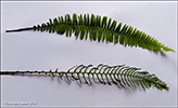 Ekstur blkampur / Blechnum spicant (L.) Roth)