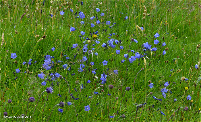 Blklokka / Campanula rotundifolia L., Eysturoy.