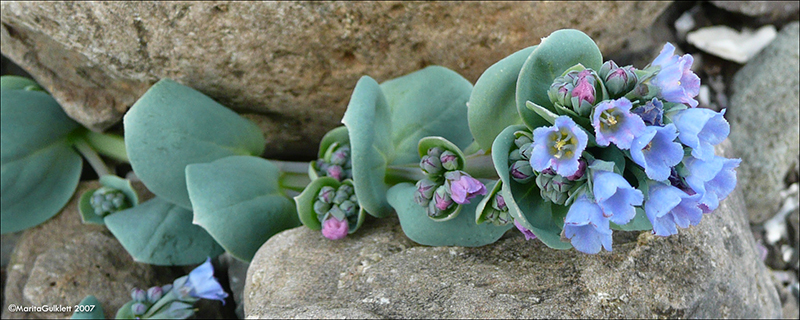 Sævarrossatunga / Mertensia maritima.