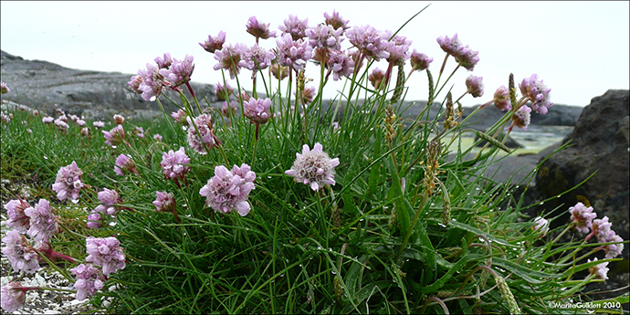 Mjtt sjgras / Armeria maritima, Hvtanes