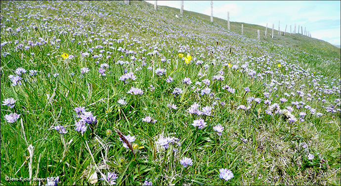 Vrbllilja / Scilla verna. Suuroy