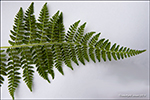 Fjallakvennkampur / Athyrium distentifolium Tausch ex Opiz (A. alpestre (Hoppe) Rylands