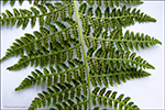 Fjallakvennkampur / Athyrium distentifolium Tausch ex Opiz (A. alpestre (Hoppe) Rylands