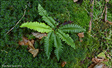 Hvassur skjaldarkampur / Polystichum lonchitis L. Roth