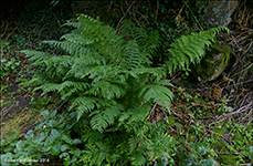 Mjkur kvennkampur / Athyrium filix-femina L. Roth