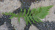 Mjkur kvennkampur / Athyrium filix-femina L. Roth