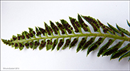 Hvassur skjaldarkampur / Polystichum lonchitis L. Roth