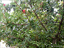 Eldrunnur / Embothrium coccineum