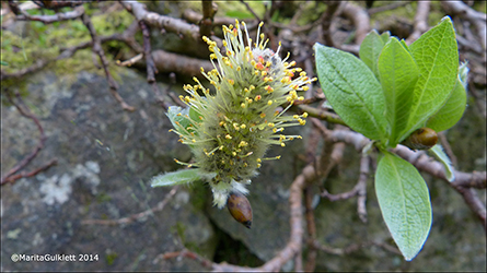 Loplur / Salix lanata