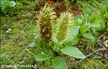 Loplur / Salix lanata