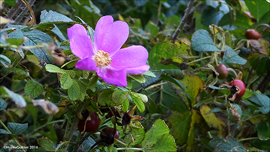 Rosa rugosa