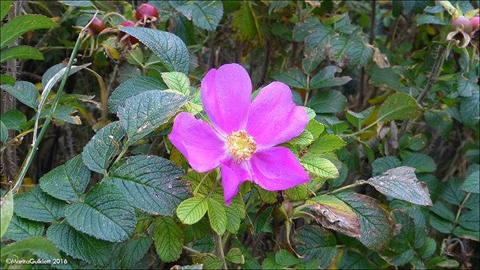 Rosa rugosa