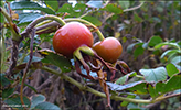 Rosa rugosa