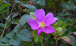 Rosa rugosa