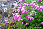 Froyskur klokkulyngur / Erica cinerea