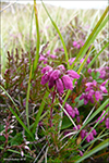 Føroyskur klokkulyngur / Erica cinerea