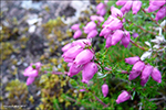 Froyskur klokkulyngur / Erica cinerea