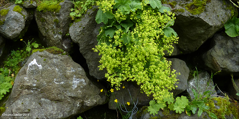 Garðaskøra / Alchemilla mollis (Buser) Rothm.