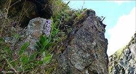 Kalmansbrkubndi / Orchis mascula (L.) 