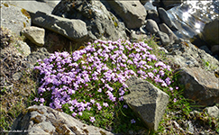 Leggstutt tvublma / Silene acaulis L. (Jacq.)