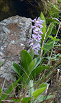 Kalmansbrkubndi / Orchis mascula (L.) 