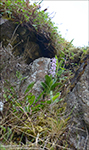 Kalmansbrkubndi / Orchis mascula (L.) 