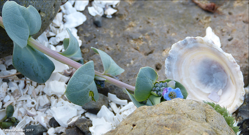 Svarrossatunga / Mertensia maritima