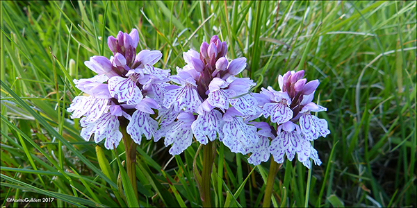 Tjaldursbrkubndi / Dactylorhiza maculata (L.) So)