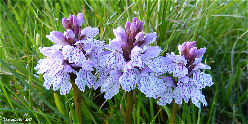 Tjaldursbrkubndi / Dactylorhiza maculata (L.) So)