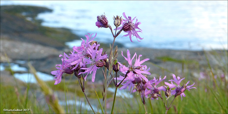 Reyakkuleya / Lychnis flos-cuculi L.