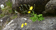 Smyrilsurt / Hieracium