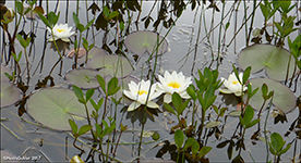 Hvt nykurt (Nymphaea alba L.)