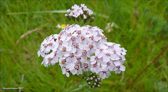 Margblmdur rlikur / Achillea millefolium L., Sandoy.