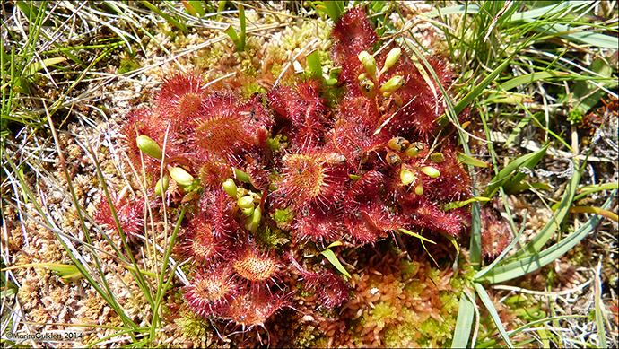 Rundblaa sldgg / Drosera rotundifolia