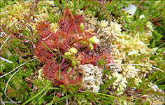 Rundblaa sldgg / Drosera rotundifolia