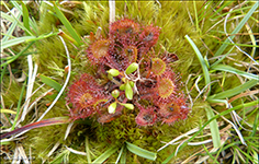 Rundblaðað sóldøgg / Drosera rotundifolia